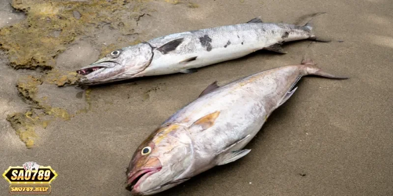 Nằm mơ thấy cá có thể mang những tín hiệu tích cực