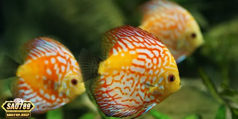 nam mo thay ca danh con gi