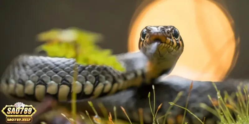 nam mo thay ran danh con gi