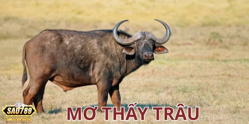 Tra cứu con số nằm mơ thấy trâu đánh con gì