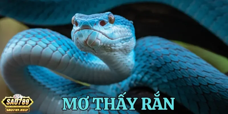 Mơ thấy rắn có nhiều ý nghĩa tùy vào từng trường hợp